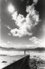 Beara